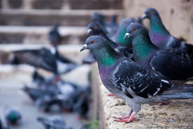 Everything You Need to Know About the Latest Google Pigeon Update